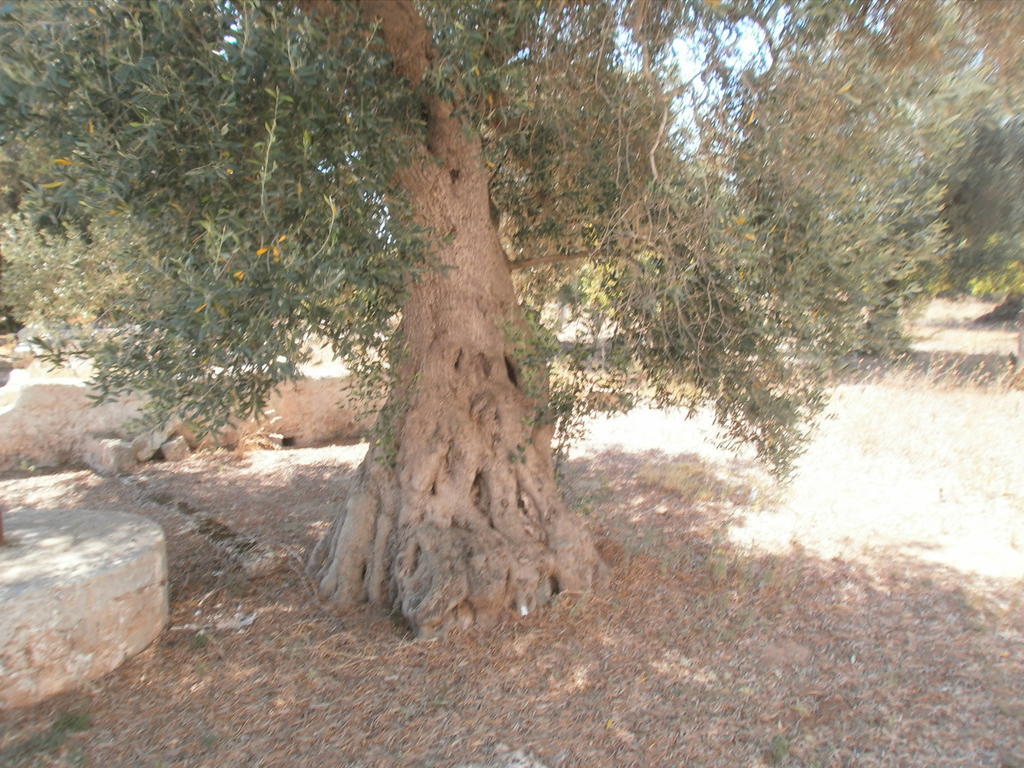 Masseria Nuova Pensionat San Marzano di San Giuseppe Eksteriør billede