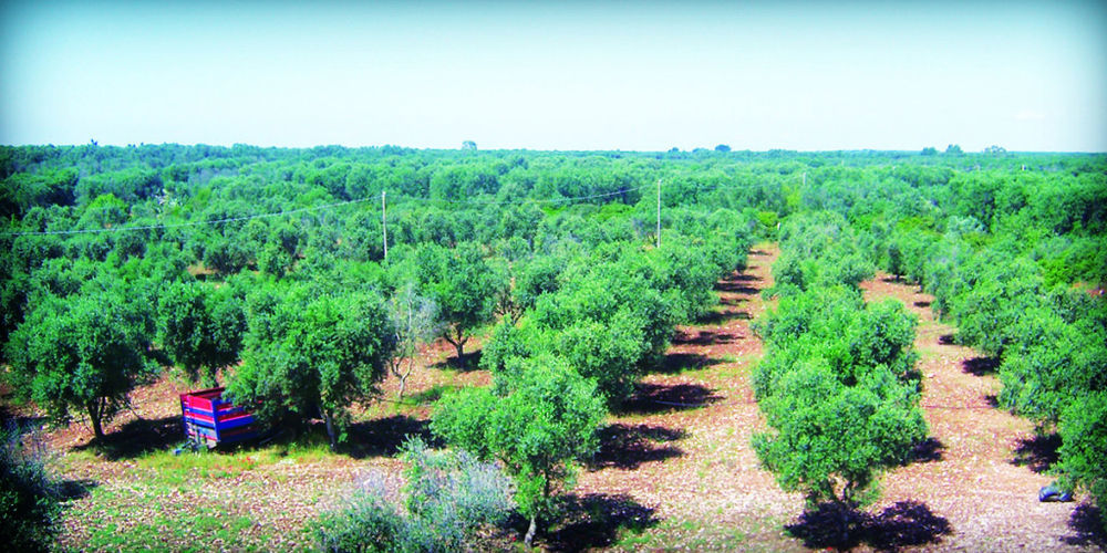 Masseria Nuova Pensionat San Marzano di San Giuseppe Eksteriør billede