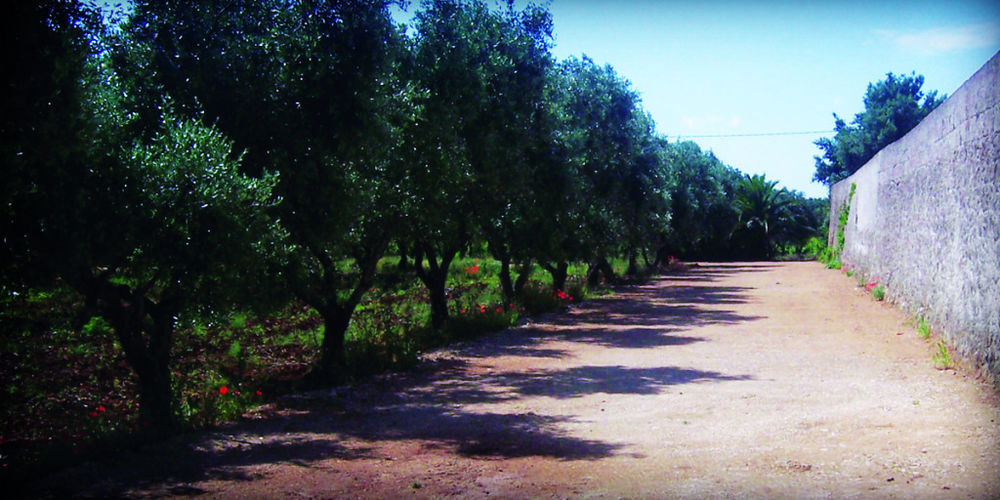 Masseria Nuova Pensionat San Marzano di San Giuseppe Eksteriør billede